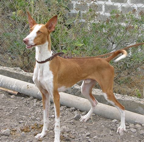 podenco valenciano|podenco canario.